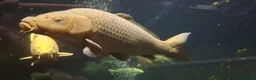 Koi Carp fish for sale: Large Koi Carp for Sale – Approx. 20"  - Advert 5
