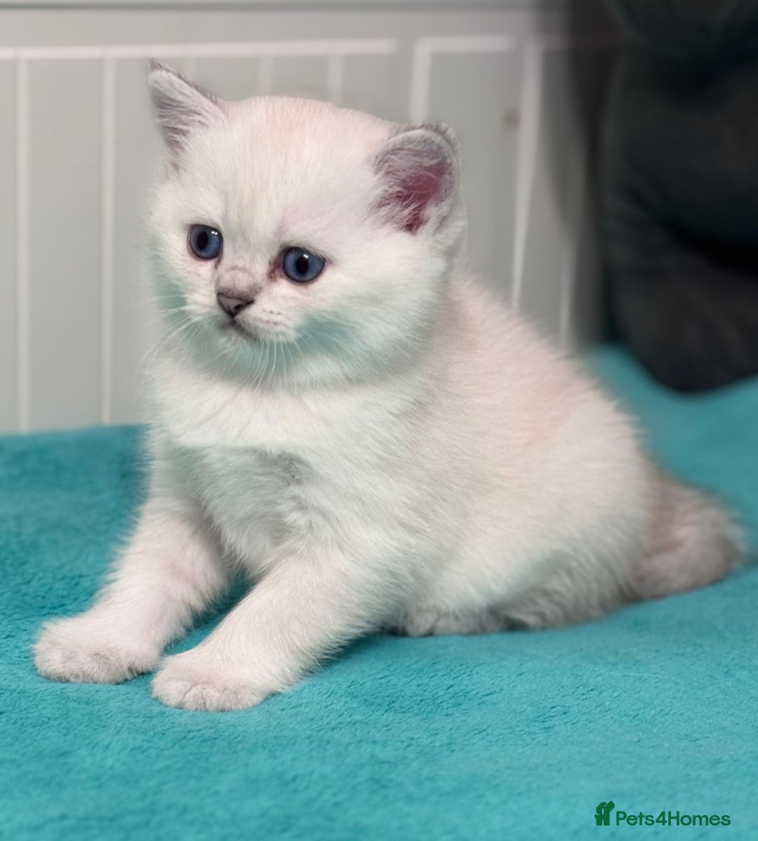 Scottish Fold cats for sale: SCOTTISH FOLD KITTENS 😻 - Advert 12