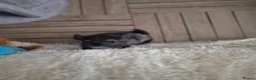Chinchilla rodents for sale: 2 female chinchillas - Advert 4