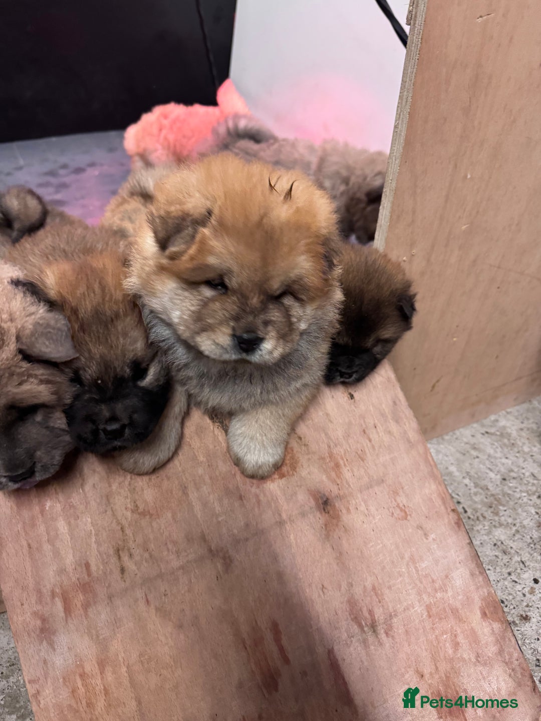 Chow Chow dogs for sale: Gorgeous Chow Chow Puppies Raised in a loving Home - Advert 17