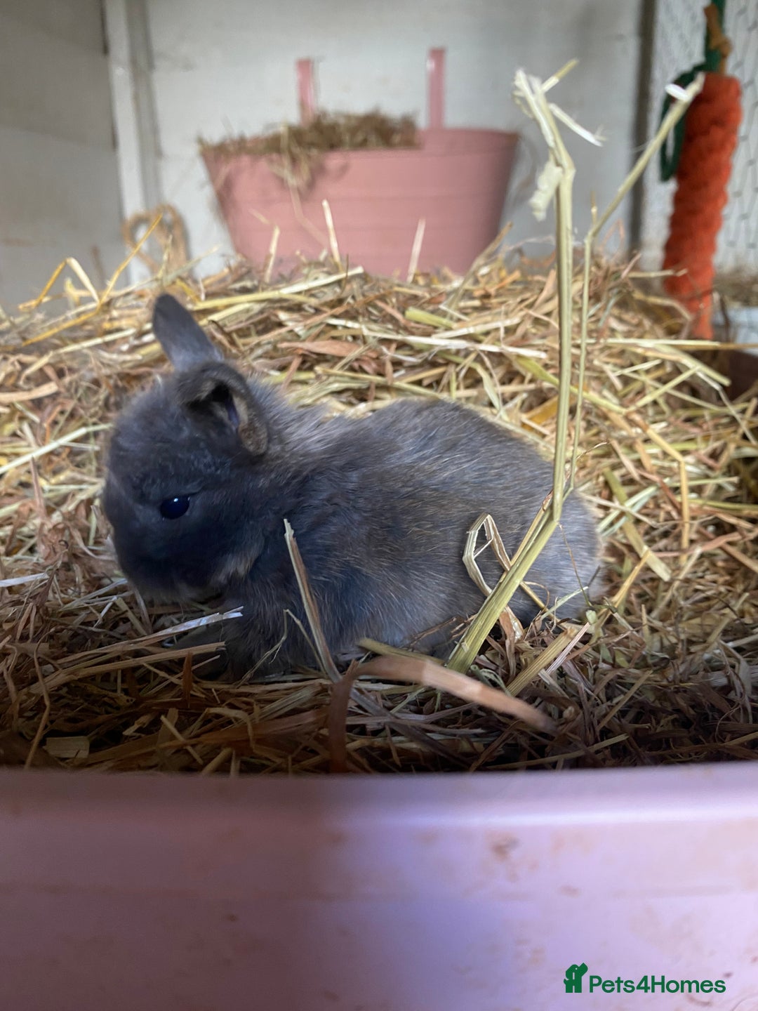Mini Lion Lop rabbits for sale: 4 Baby Mini-Lops for sale - Image 6