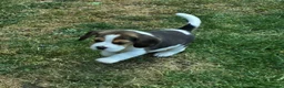 Beagle dogs for sale: Gorgeous KC reg puppies - Advert 26