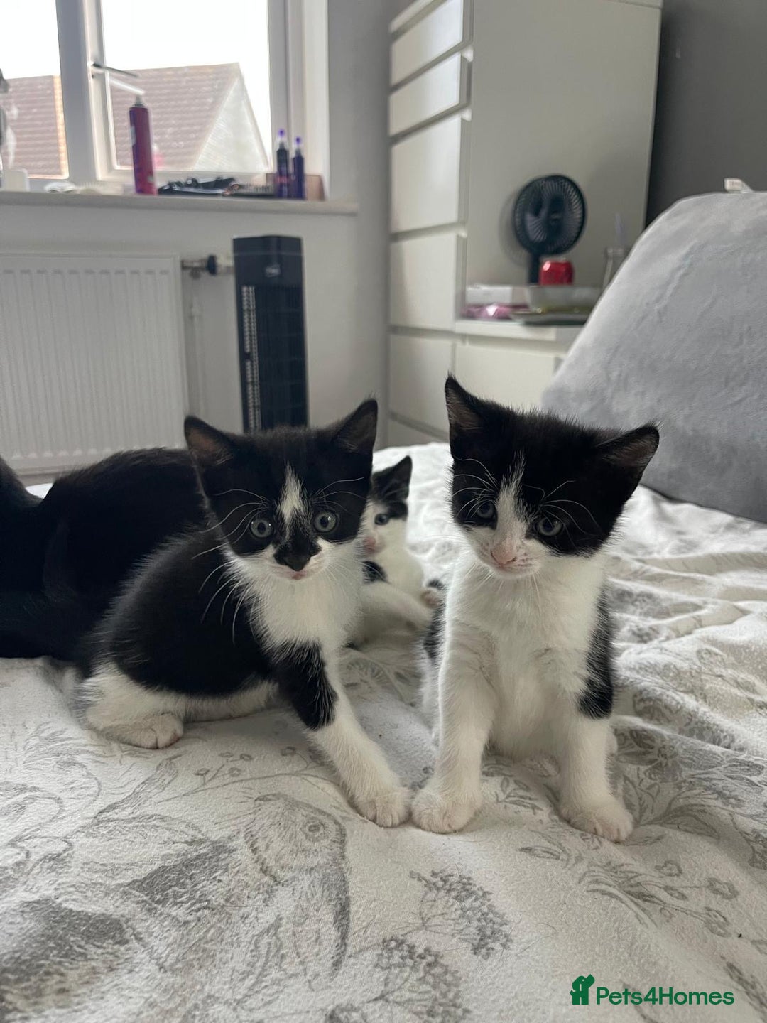 British Shorthair cats for sale: Tuxedo Kittens  - Image 9