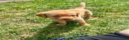 Labrador Retriever dogs for sale: KC Registered Labrador Puppies - Advert 25