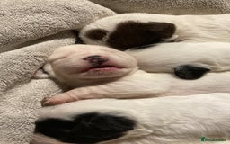 Mixed Breed dogs for sale: 6 beautiful puppies  - Image 4