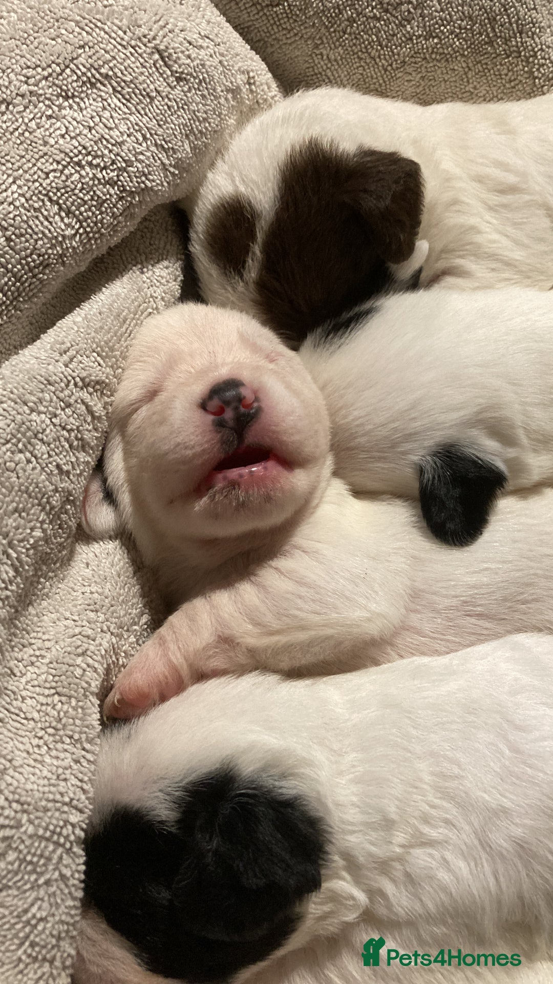 Mixed Breed dogs for sale: 6 beautiful puppies  - Image 4