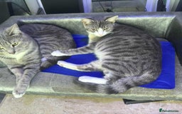 Domestic Shorthair cats for sale: Male Kitten looking for a new home - Image 11