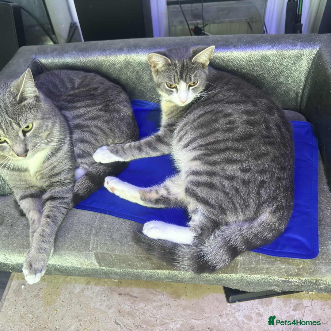 Domestic Shorthair cats for sale: Male Kitten looking for a new home - Image 11