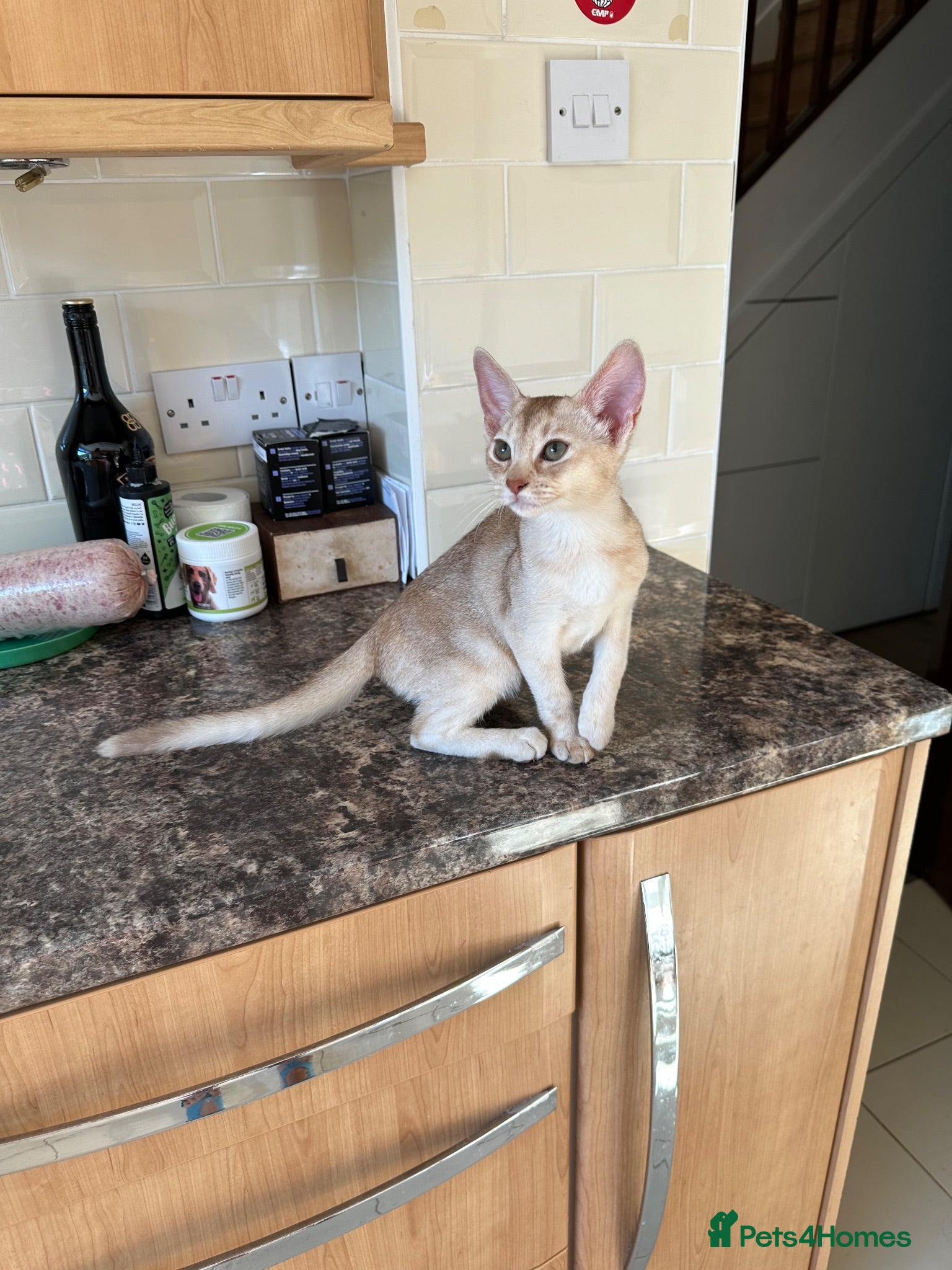 Abyssinian cats Abyssinian kittens  - Advert 2