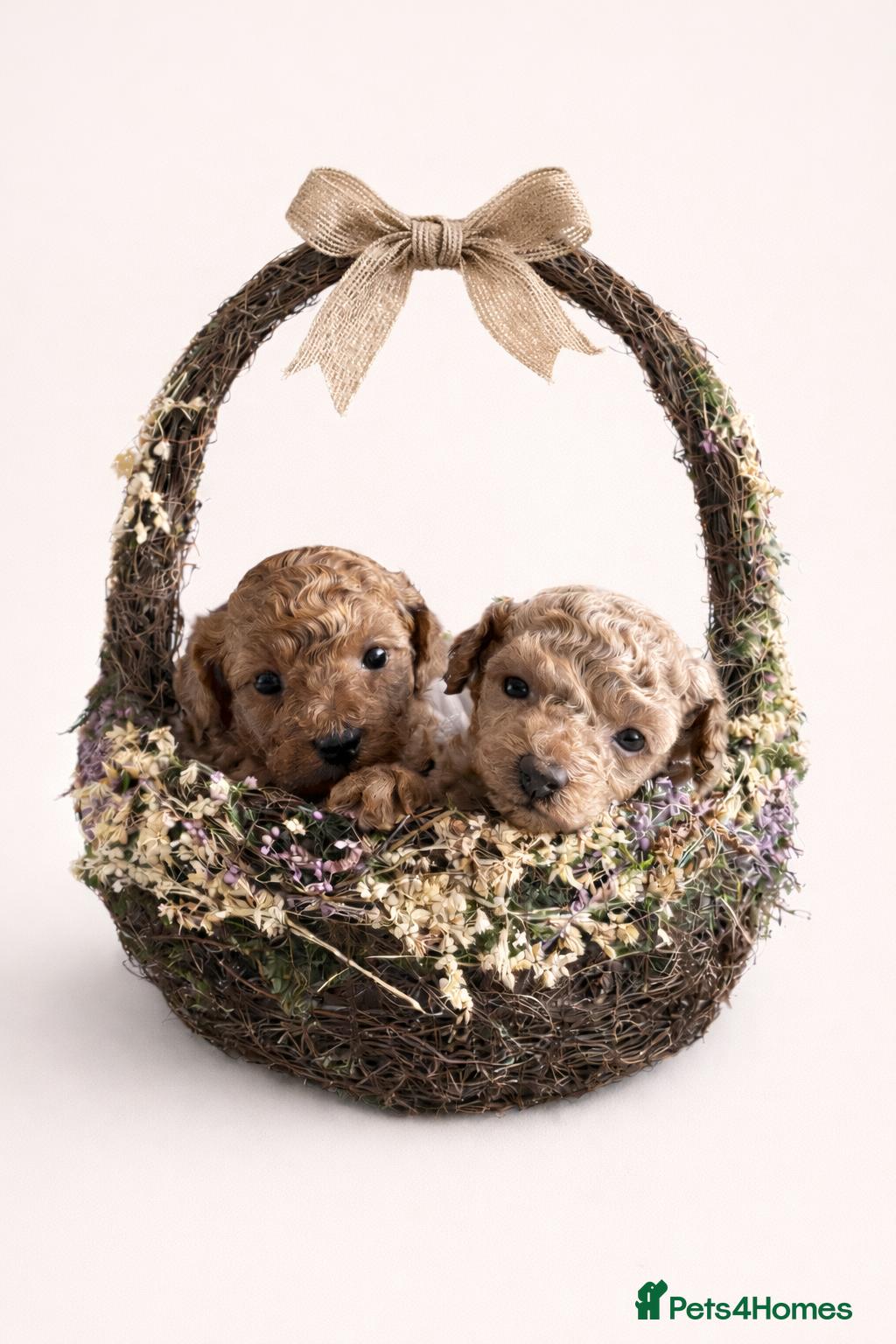 Toy Poodle dogs Kc registered Toy poodles - Advert 1