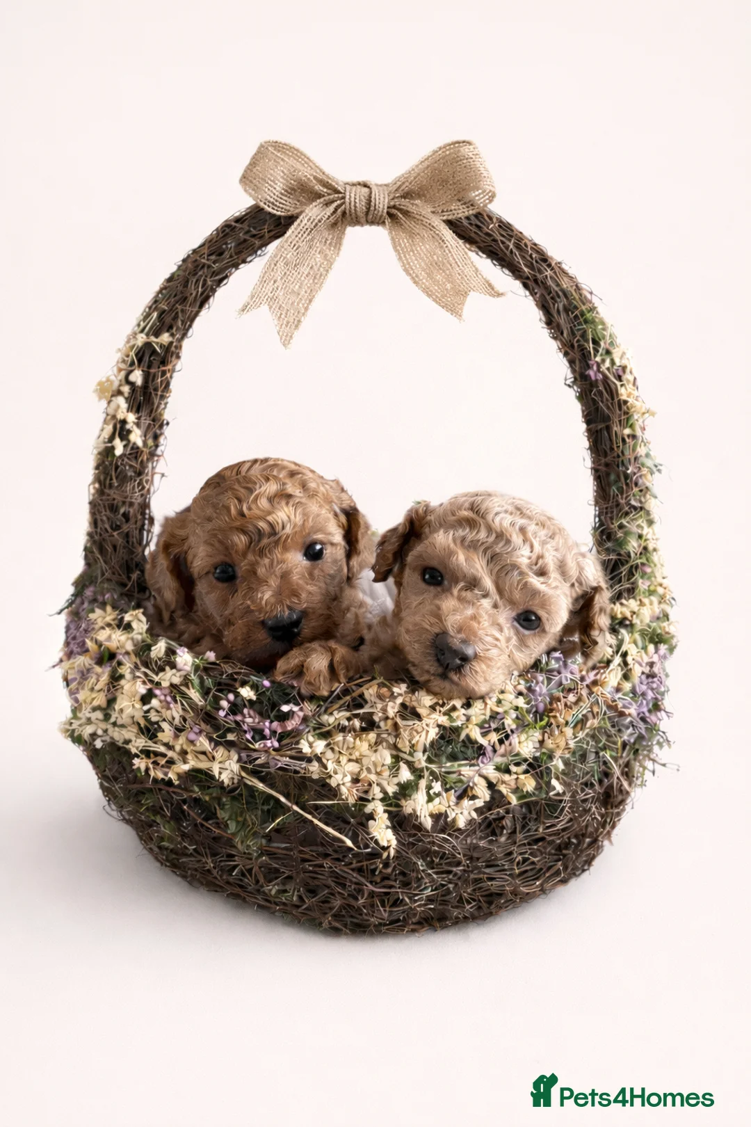 Toy Poodle dogs for sale: Kc registered Toy poodles - Advert 1