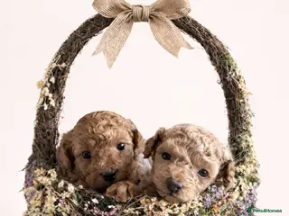 Toy Poodle dogs Kc registered Toy poodles - Advert 1