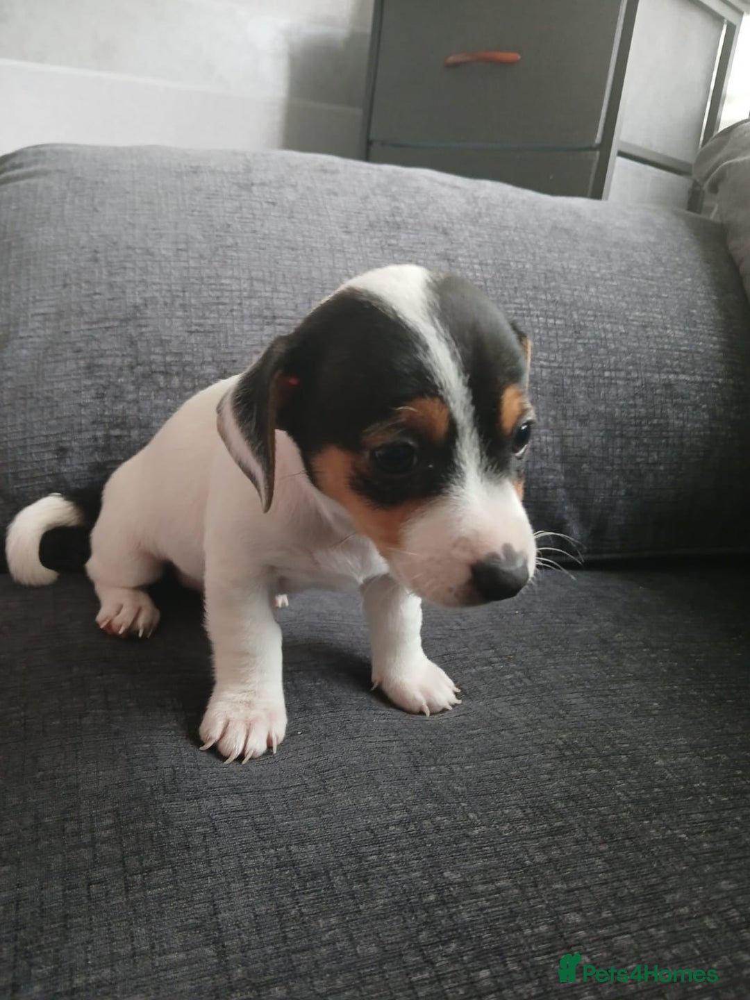 Jack Russell dogs for sale: Jack Russell puppies - Image 4