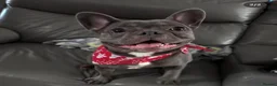 French Bulldog dogs for stud: Stud and bitch for sale  - Advert 11