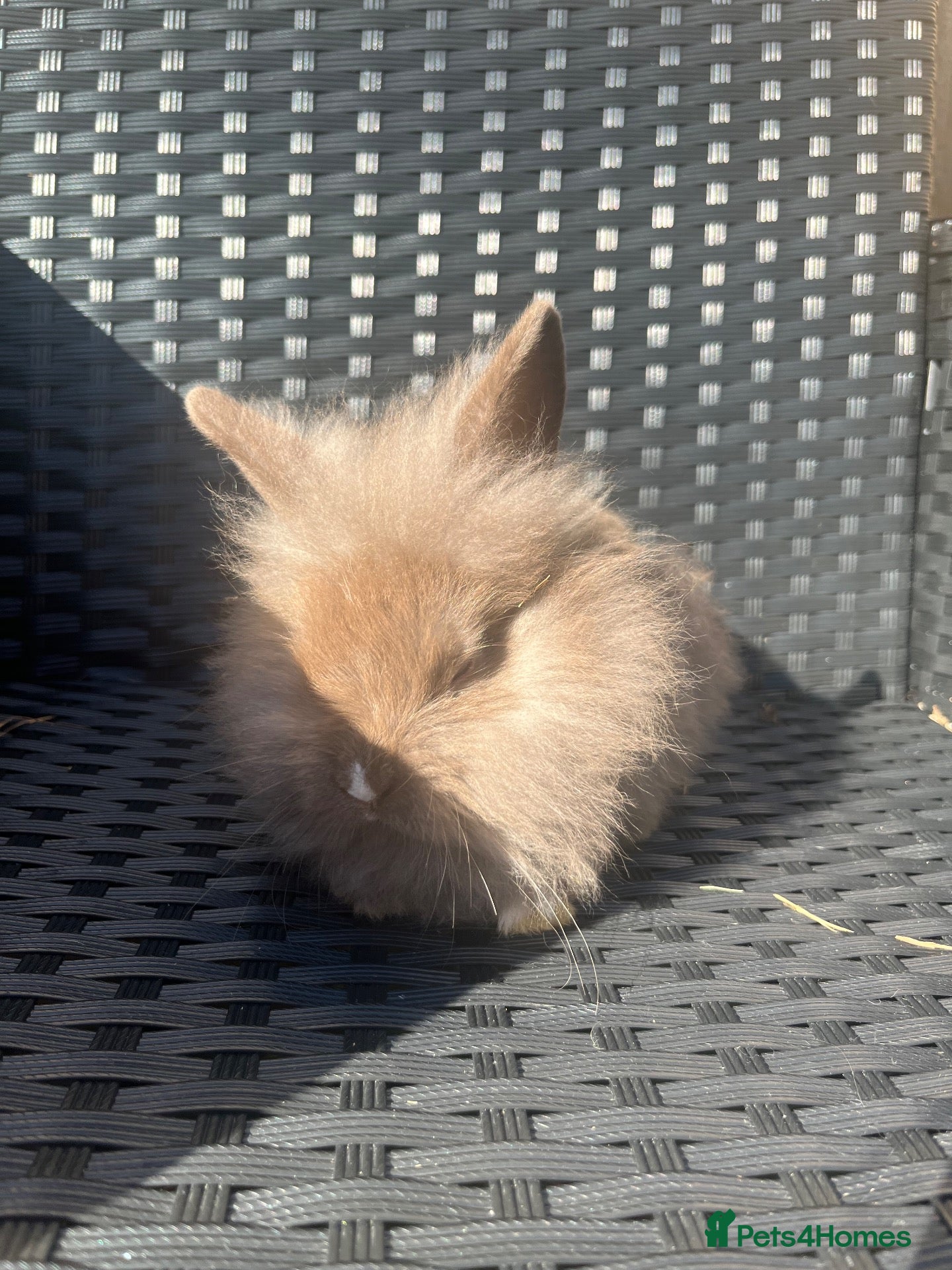 Mini Lion Lop rabbits Ready to go lionhead lops - Advert 6