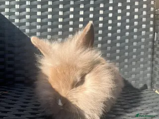 Mini Lion Lop rabbits Ready to go lionhead lops - Advert 6