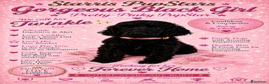 Standard Poodle 3