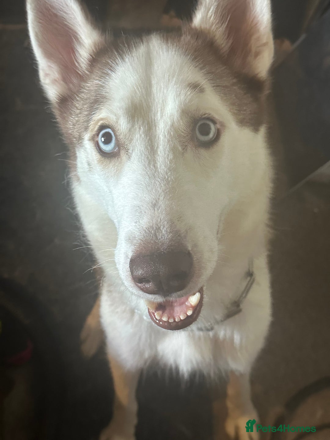 Siberian Husky dogs for sale: Five husky puppies for sale - Image 12