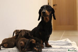 Miniature Dachshund dogs - Advert 6