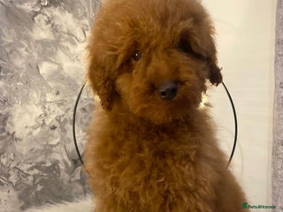 Miniature Poodle dogs Gorgeous Red Minature Poodle Puppy Last Boy - Advert 1