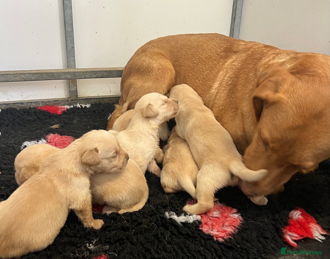 Goldador dogs for sale: Beautiful goldador puppies - Image 10