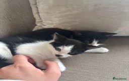 British Longhair cats for sale: Two black and white kittens for sale ,  - Image 7