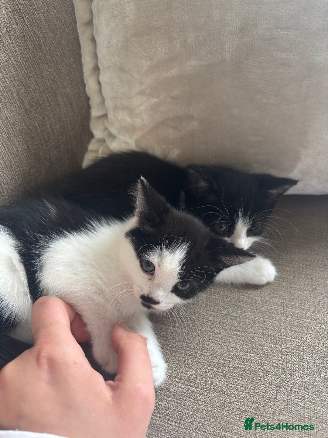 British Longhair cats for sale: Two black and white kittens for sale ,  - Image 7