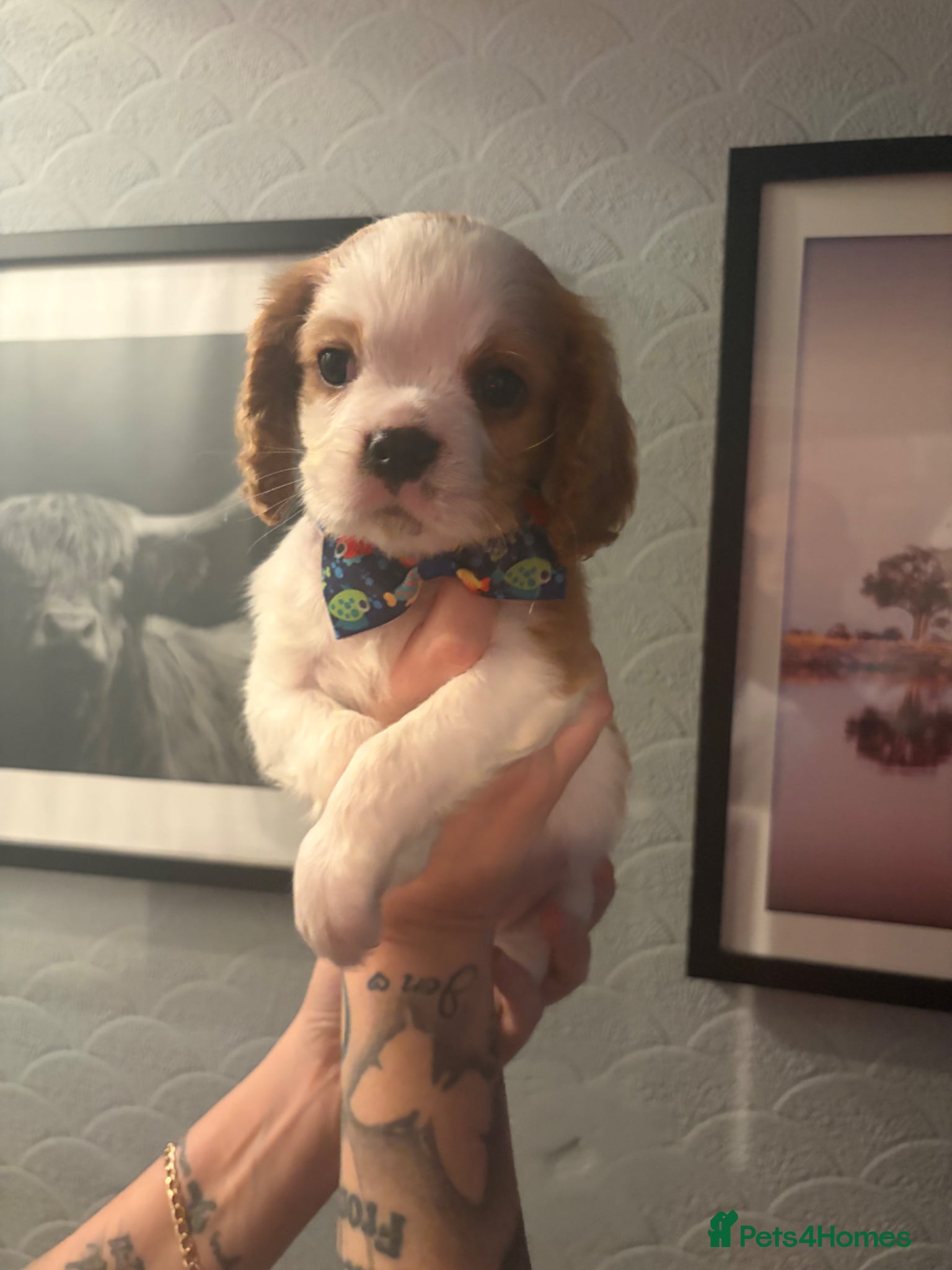 Cavalier King Charles Spaniel dogs Beautiful King Charles spaniels boys - Advert 1