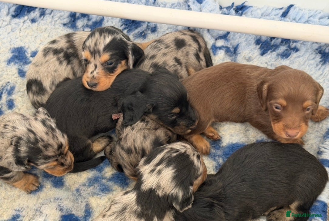 Dachshund dogs KC Standard Long Haired Dachshund Puppies - Advert 2