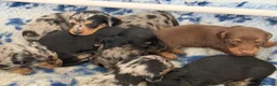 Dachshund dogs for sale: KC Standard Long Haired Dachshund Puppies - Advert 7