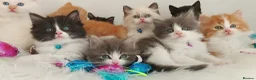 Ragdoll cats for sale: £Negotiable Beautiful cross Ragdoll/Persian😻😻😻 - Advert 8