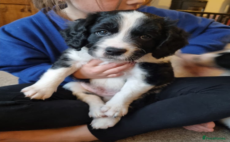 Mixed Breed dogs 1 male puppy 7 weeks old  - Advert 1
