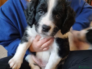 Mixed Breed dogs 1 male puppy 7 weeks old - Advert 1