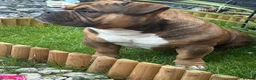 American Bully dogs for sale: Extreme pocket bully  in Warrington - Advert 2