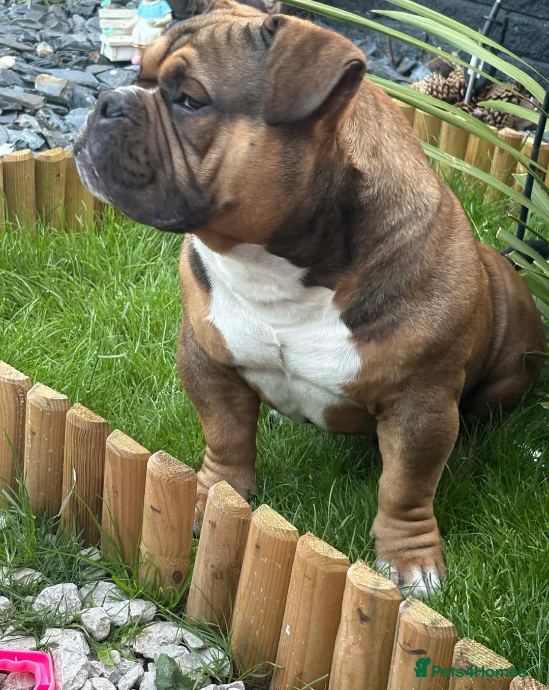 American Bully dogs for sale: Extreme pocket bully  in Warrington - Advert 2