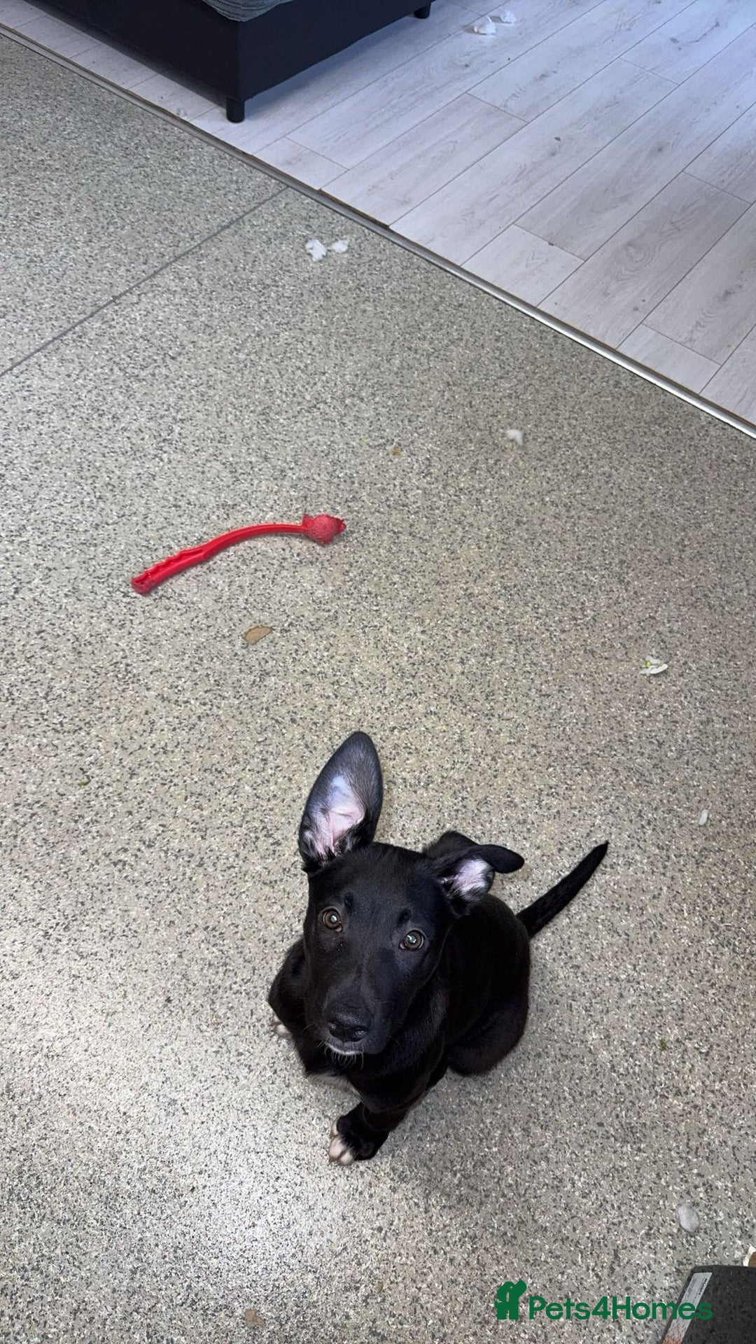 Mixed Breed dogs for sale: Dutch herder and blue American bull dog  - Advert 3