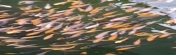 Koi Carp fish for sale: Koi fry 1-3 inch  in Willenhall - Advert 12
