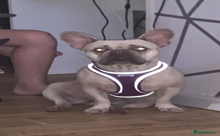 French Bulldog dogs - Advert 9