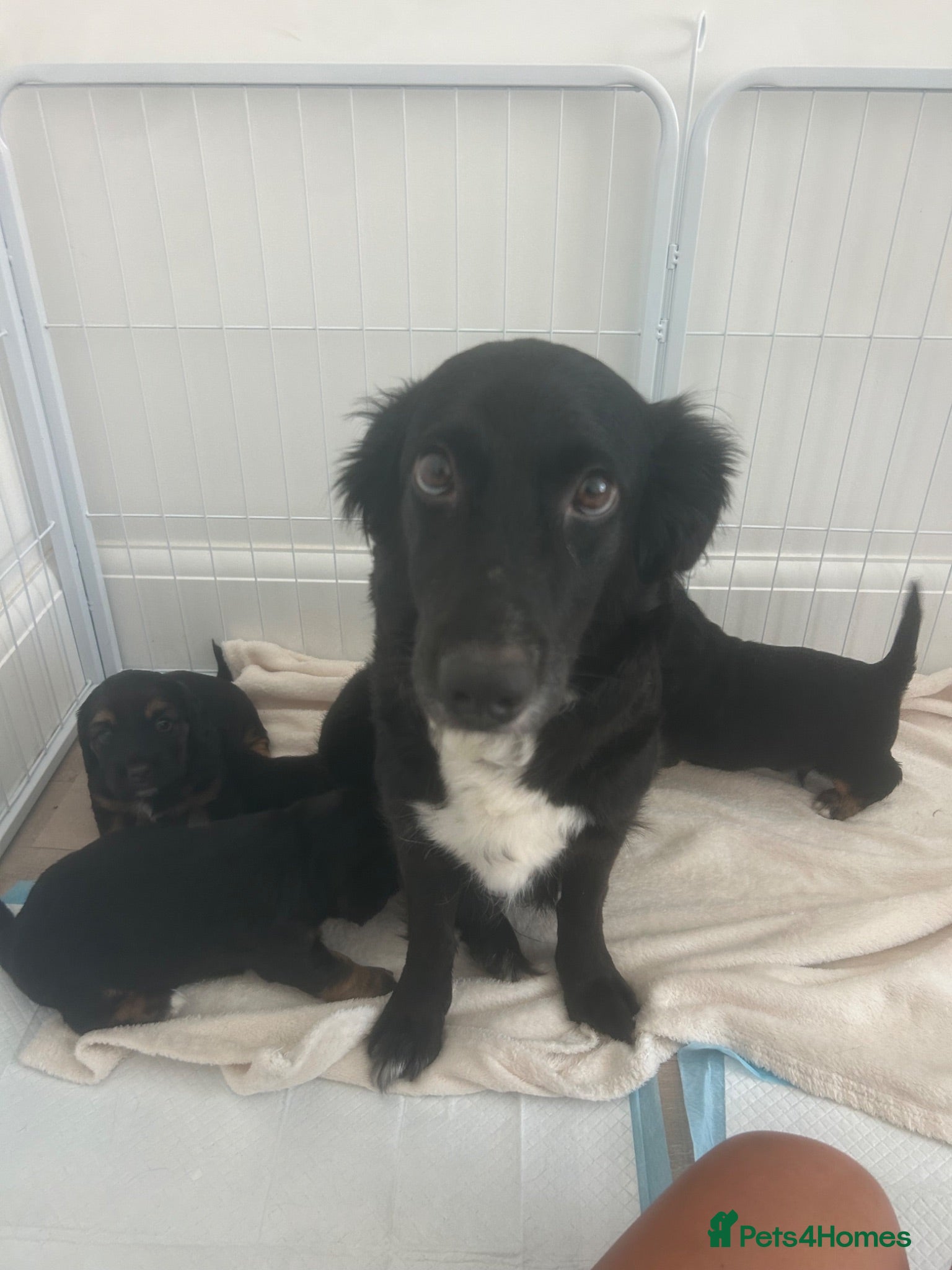Mixed Breed dogs BEAUTIFUL TRI PUPS🫶🏽 - Advert 5