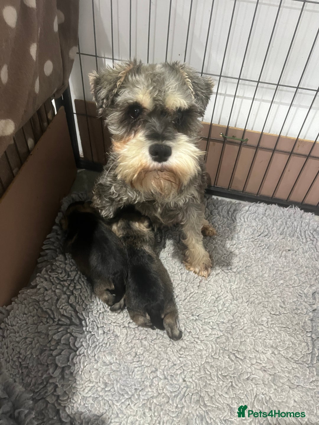 Miniature Schnauzer dogs for sale: 1 boy looking for 5 * home - Advert 5