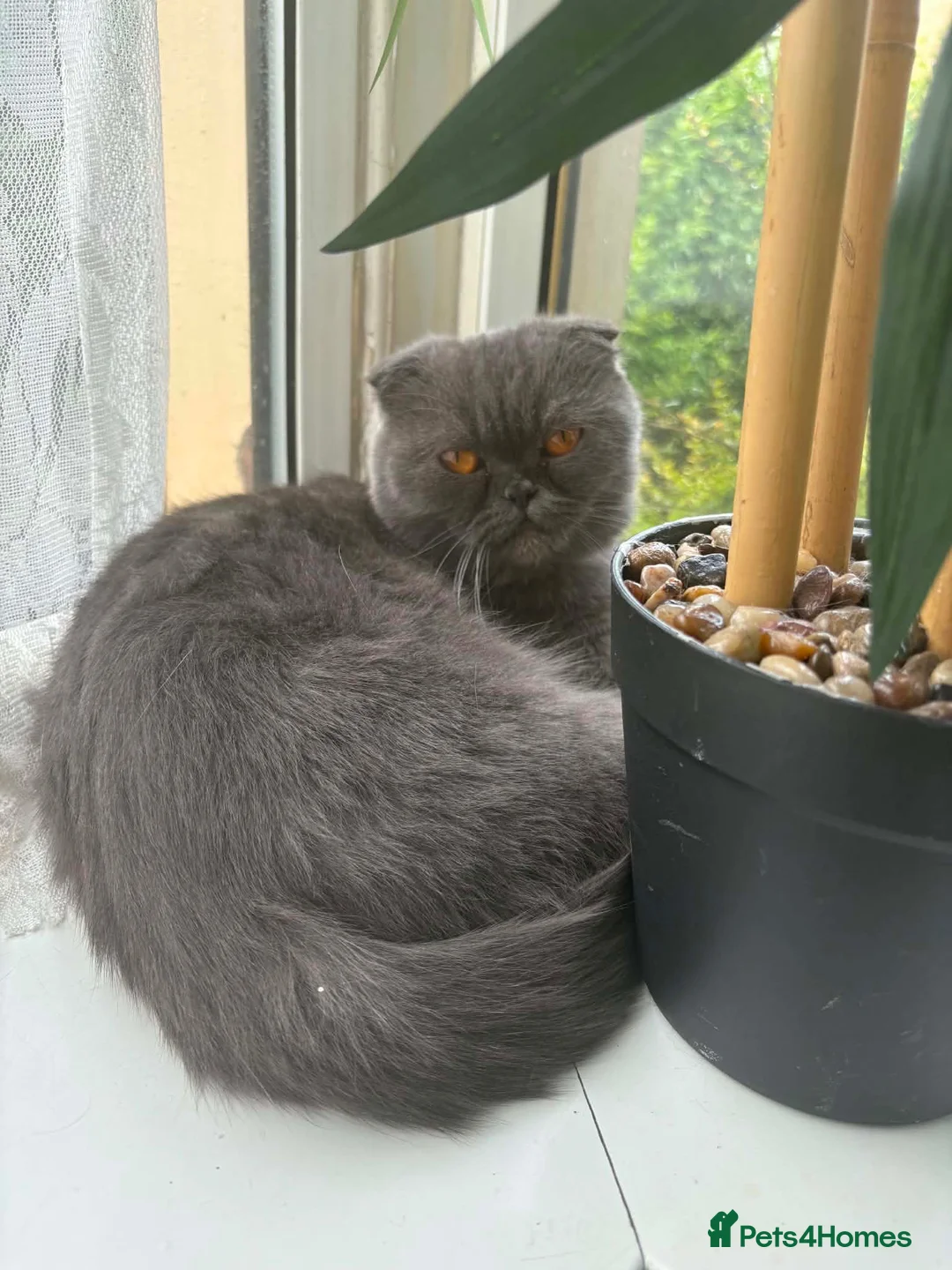 Scottish Fold cats for sale: Kiky for sale in Bradford - Advert 2