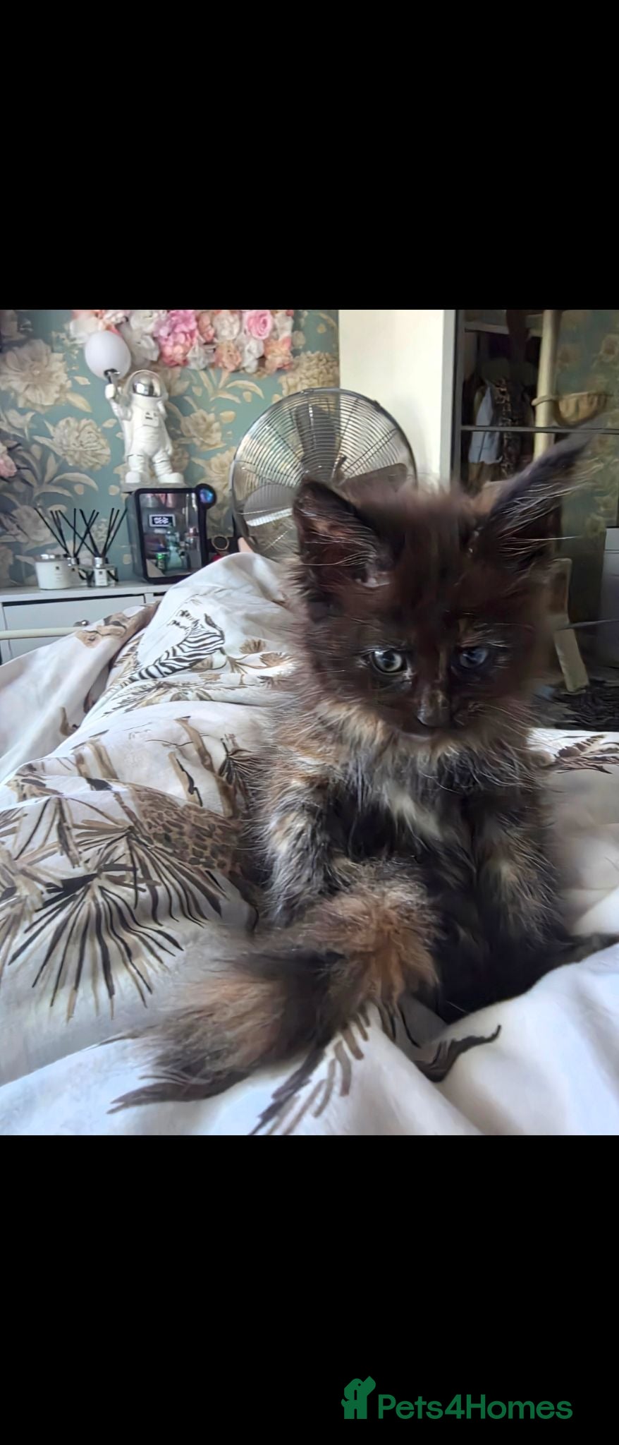 Maine Coon cats for sale:  Maine Coon video taken 6/8/26 - Advert 2