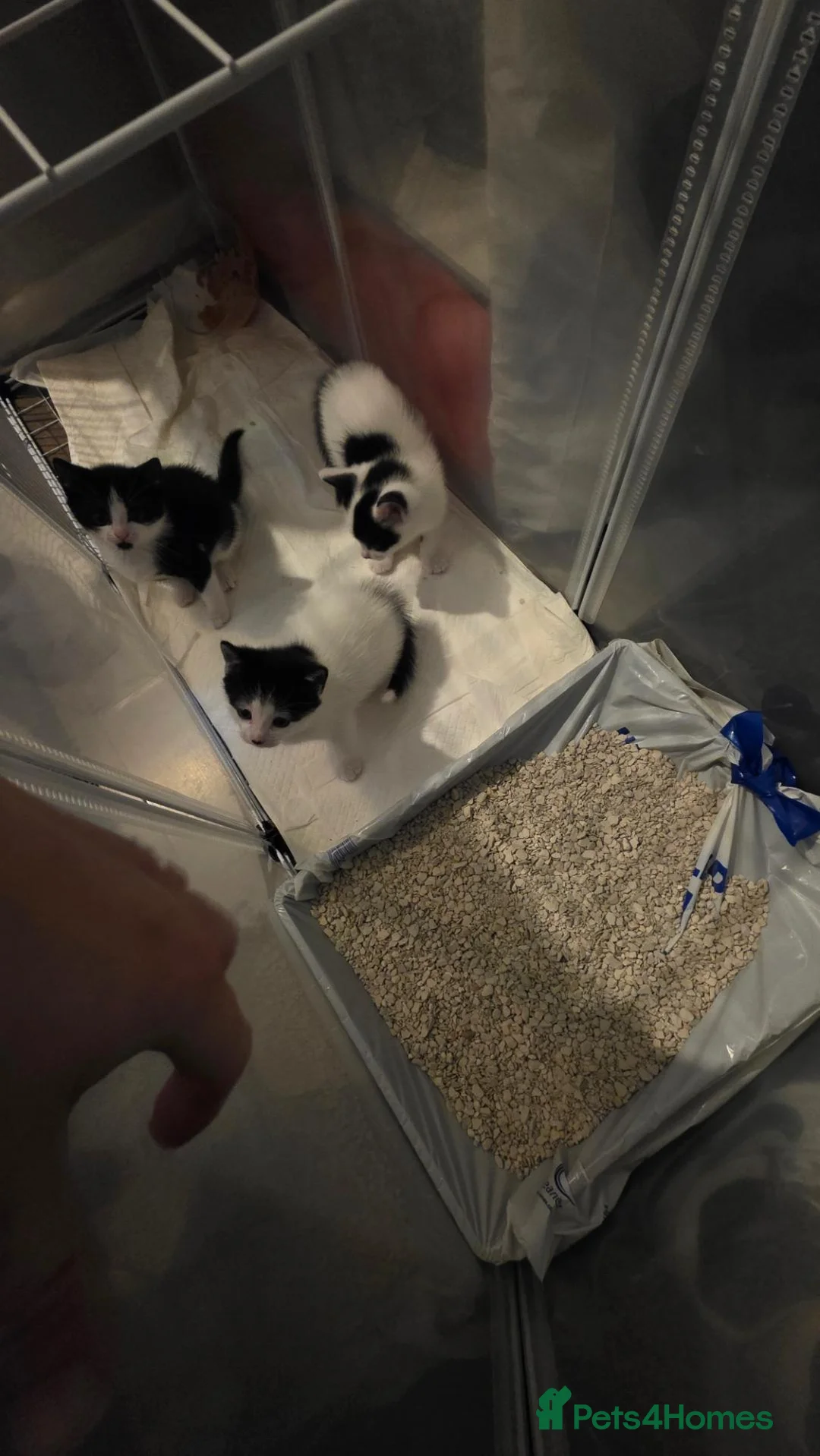 Mixed Breed cats for sale: 1 female and 2 male kitten - Advert 5