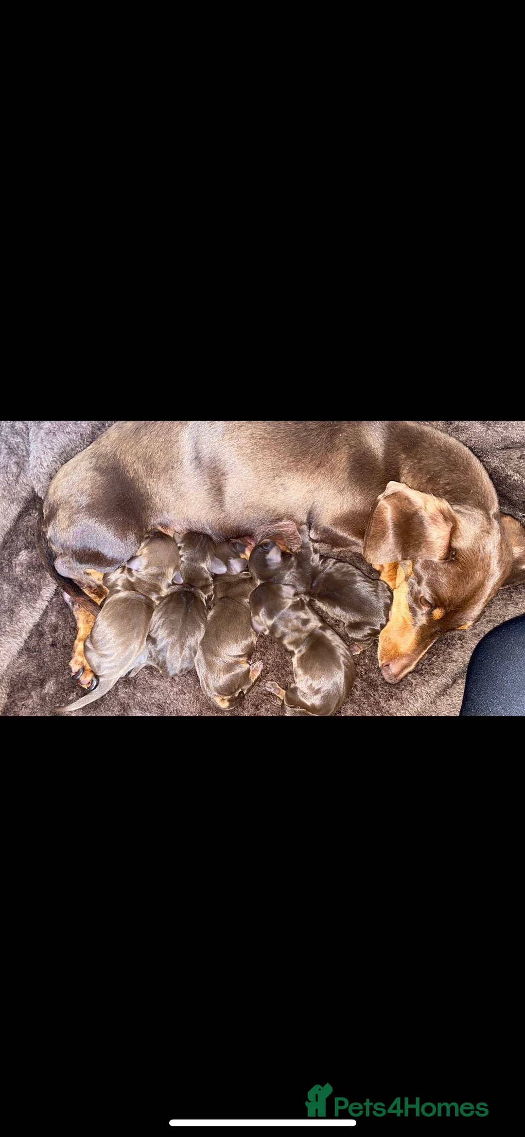 Miniature Dachshund dogs for stud: KC Miniature Dachshund in Liverpool - Advert 15