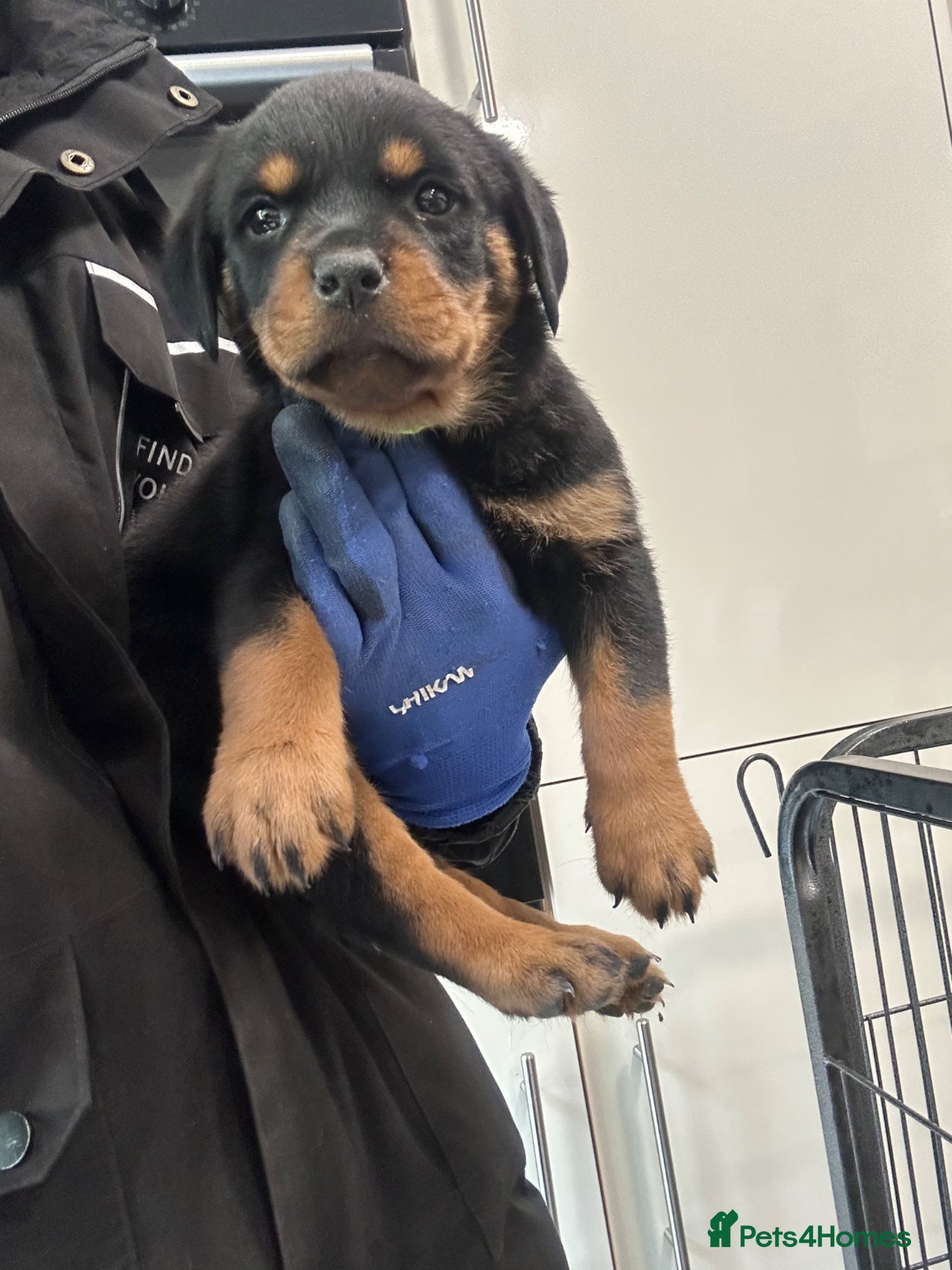 Rottweiler dogs for sale: Rottweiler Puppies  - Advert 20