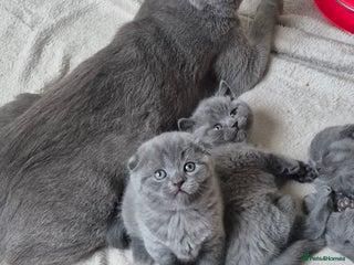 Scottish Fold cats Scottish fold/straight, lilac and grey colour - Advert 13