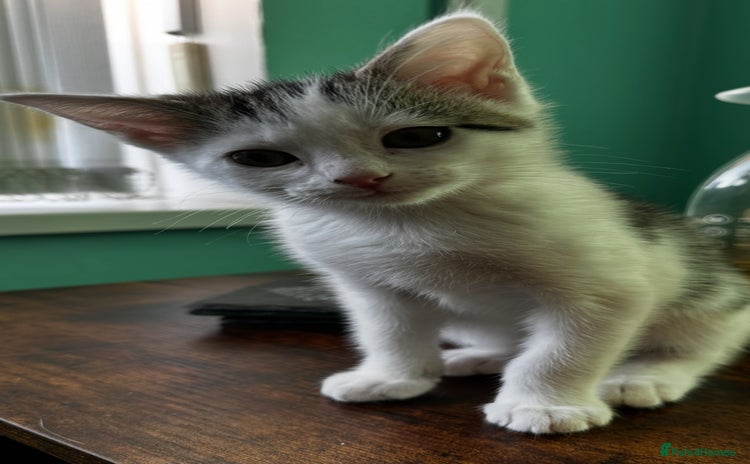 Mixed Breed cats - Advert 2