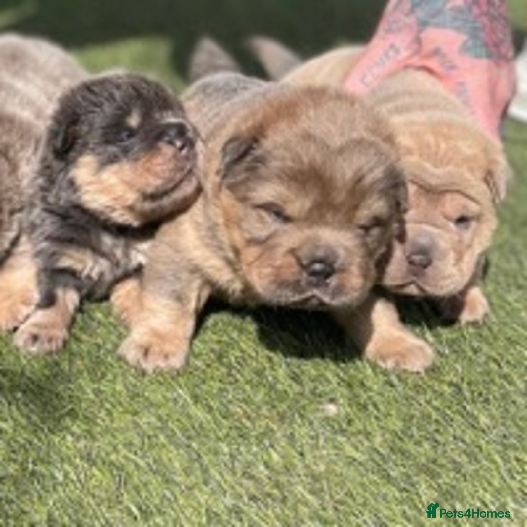 Shar Pei dogs for stud: TOP QUALITY -BEAUTIFUL BEARCOAT STUD in Wetherby - Image 11