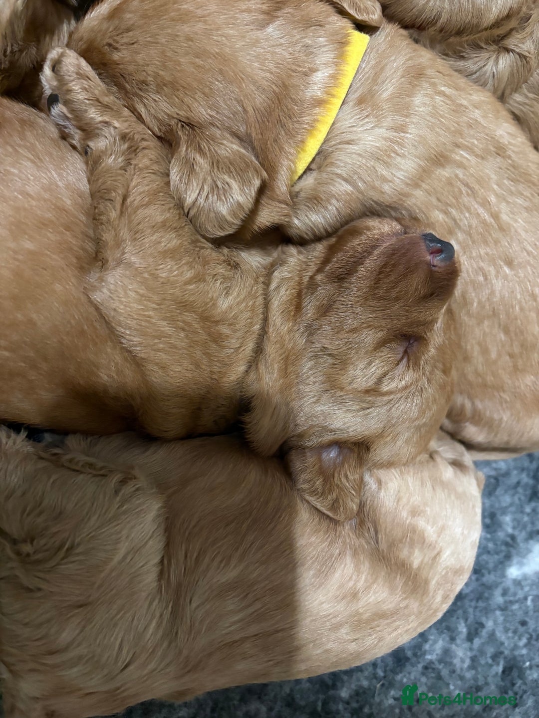 Labradoodle dogs for sale: Beautiful F1 Labradoodles - Advert 3