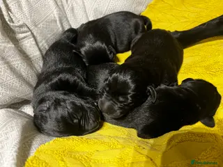 Labrador Retriever dogs KC Registered Black Labrador Puppies FTCh Pedigree - Advert 2